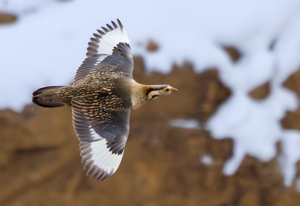 Himalaya Urkekliği - ML650678502