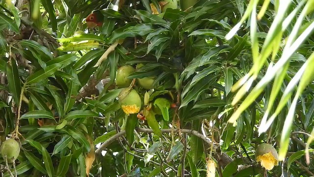 Red-masked Parakeet - ML650678543