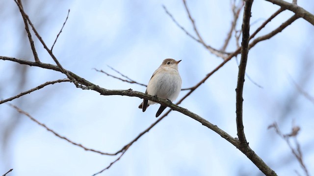 חטפית גמדית - ML650678564