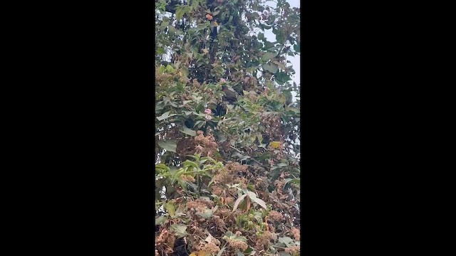 Rufous-necked Laughingthrush - ML650678568