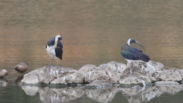 Straw-necked Ibis - ML650678592