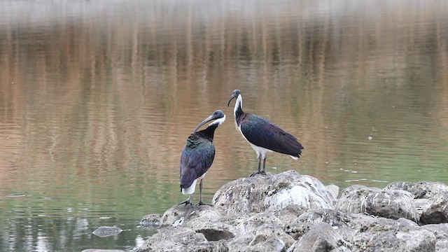 Straw-necked Ibis - ML650678671