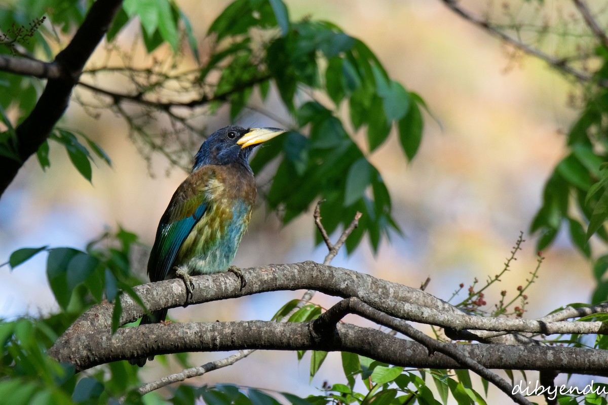 Great Barbet - ML650678681