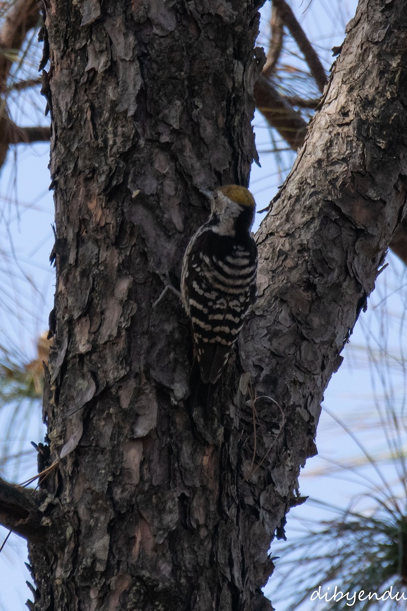 Brown-fronted Woodpecker - ML650678685