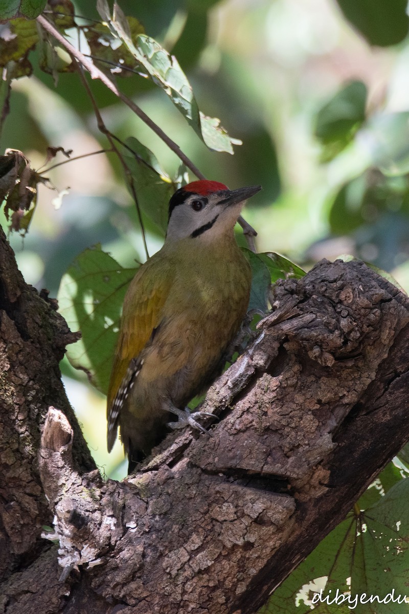 Gray-headed Woodpecker - ML650678687