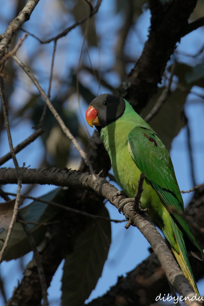Slaty-headed Parakeet - ML650678716