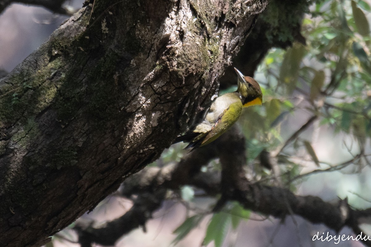 Greater Yellownape - ML650678719