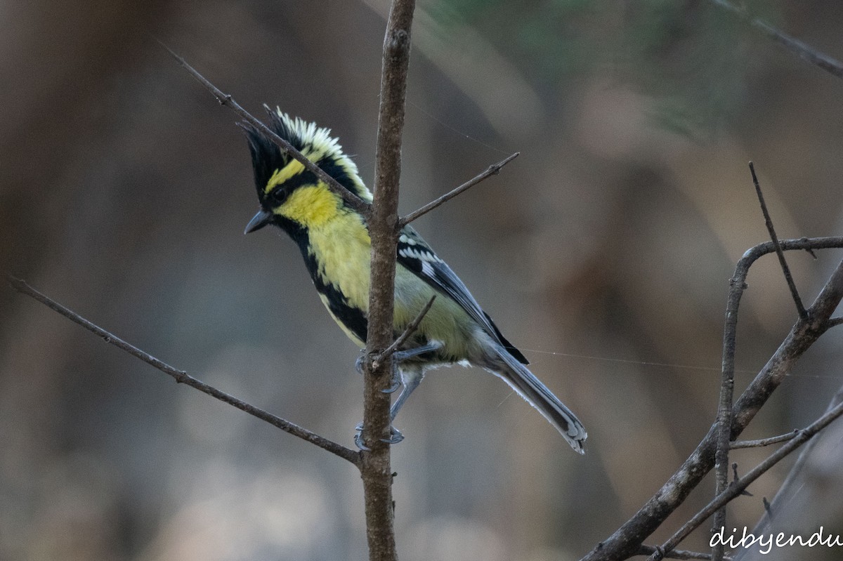 Himalayan Black-lored Tit - ML650678721