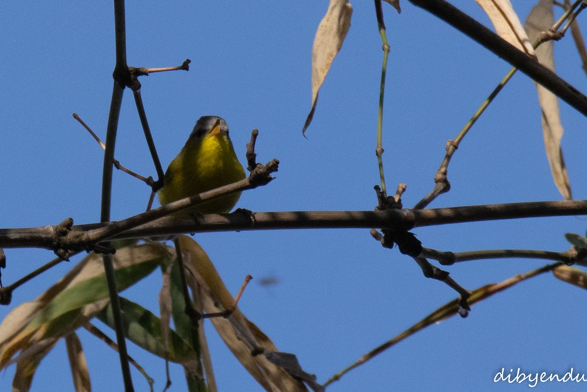 Gray-hooded Warbler - ML650678727