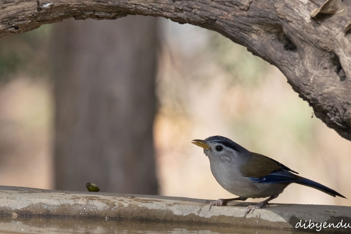 Blue-winged Minla - ML650678728