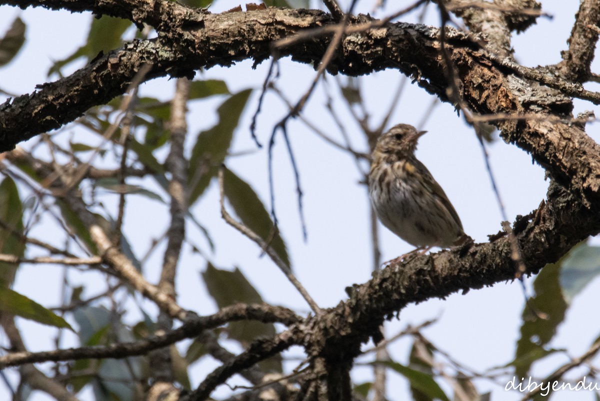 Olive-backed Pipit - ML650678732