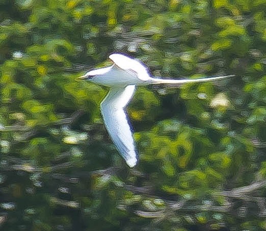 småtropikkfugl - ML650678762