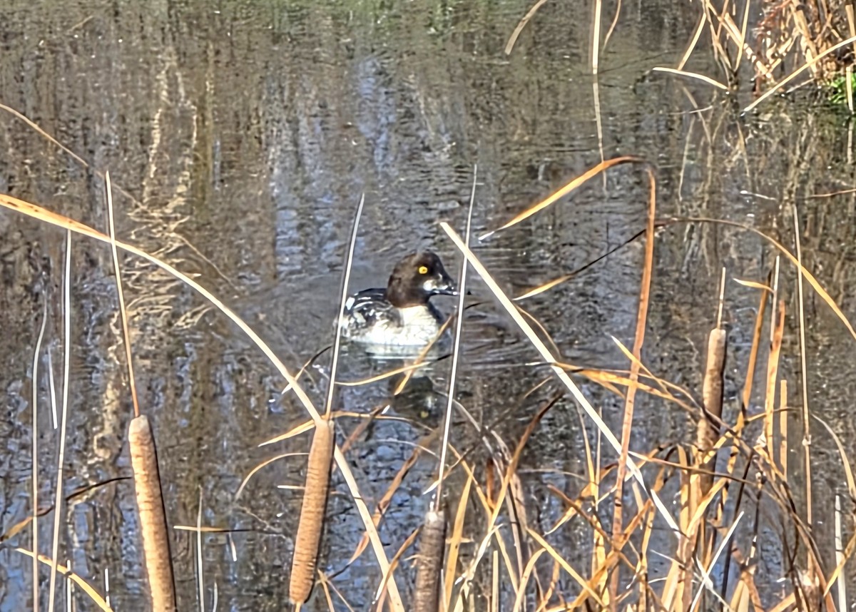 kvinand - ML650678912