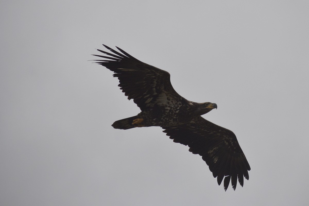 Bald Eagle - ML650678955