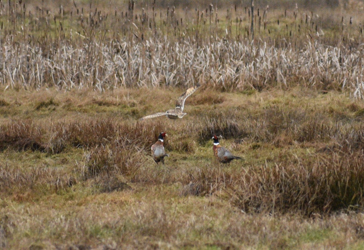 쇠부엉이 - ML650678960