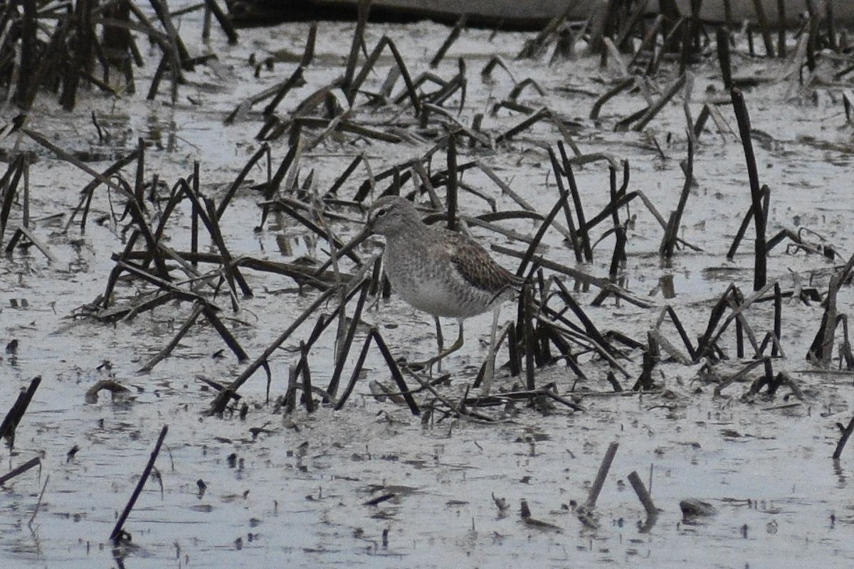 Short-billed/Long-billed Dowitcher - ML650678967