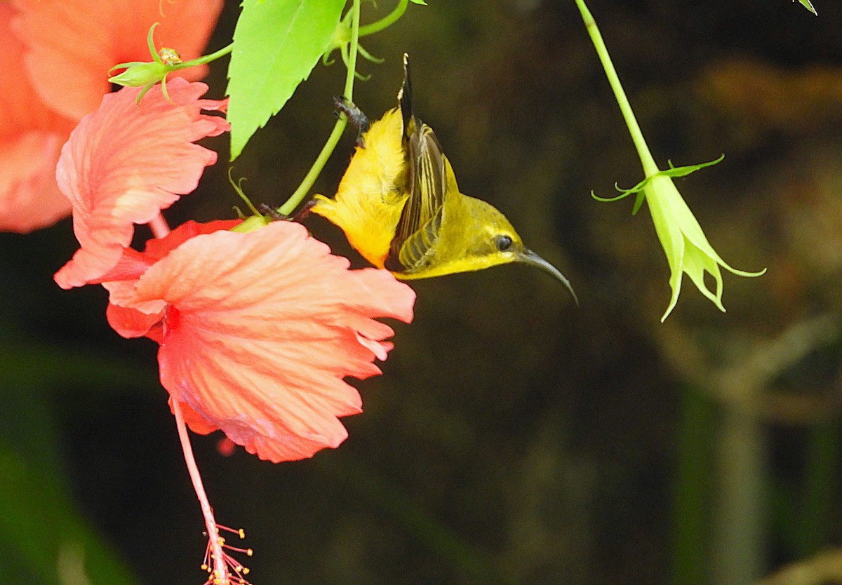 Sahul Sunbird - ML650679046