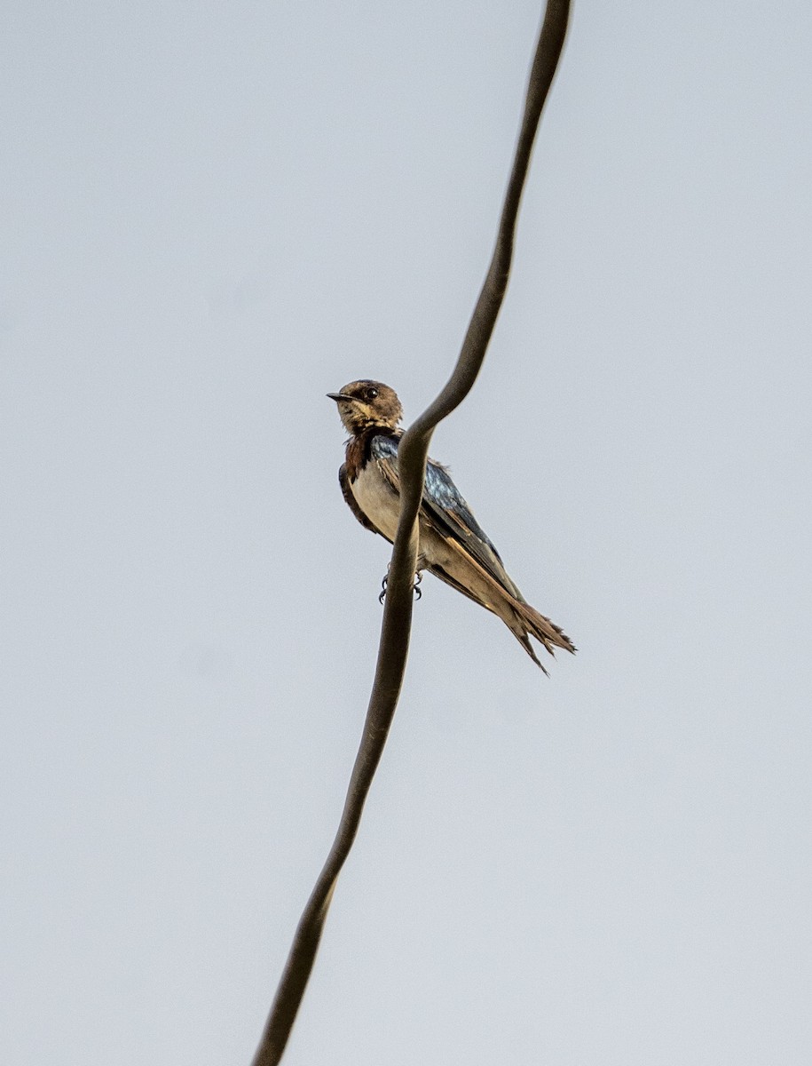 Golondrina Común - ML650679077