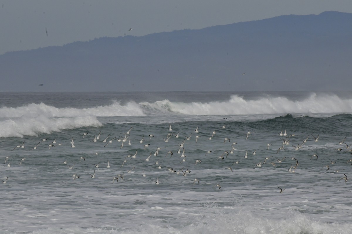 Txirri zuria - ML650679129