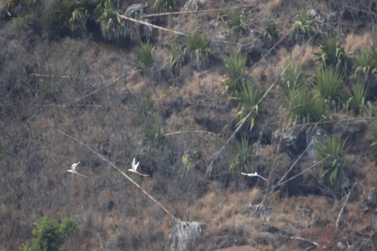 småtropikkfugl - ML650679206