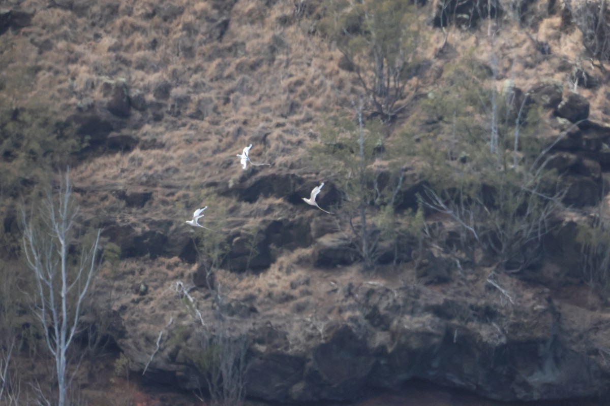 småtropikkfugl - ML650679207