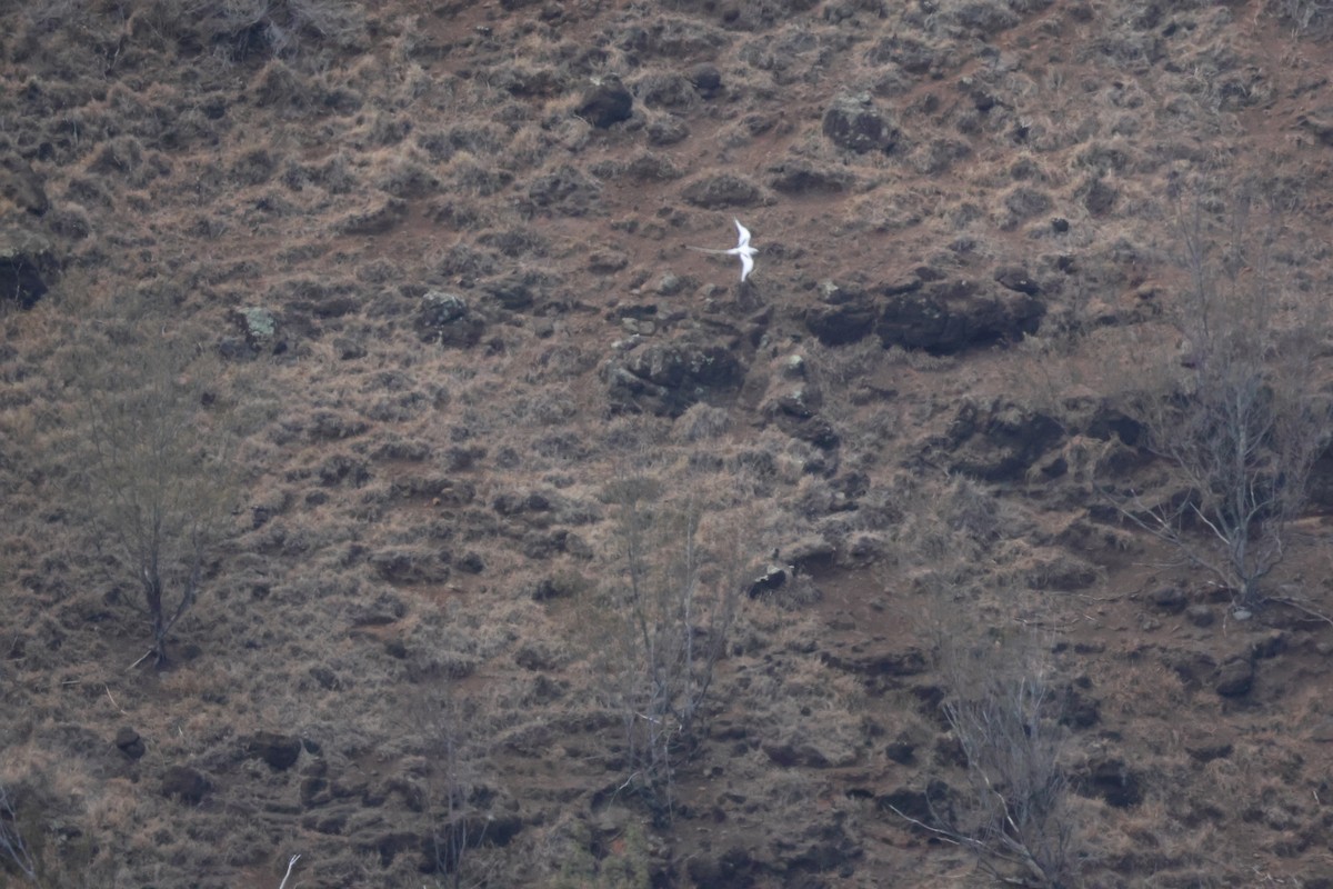 småtropikkfugl - ML650679208