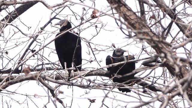 kondor havranovitý - ML650679236