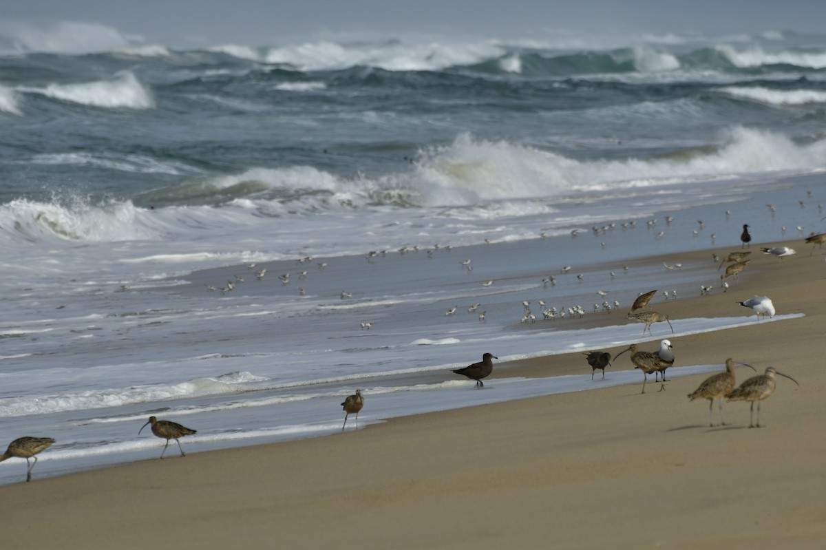 Txirri zuria - ML650679337