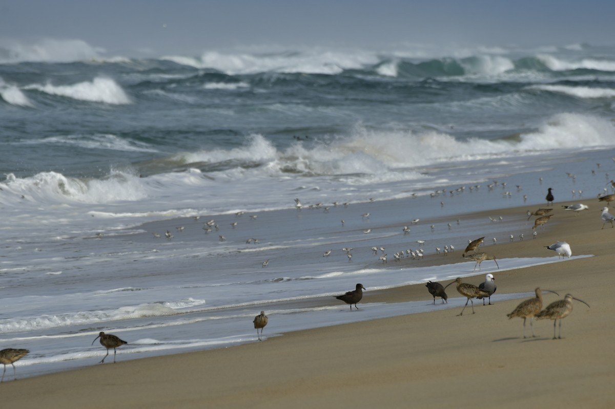 Txirri zuria - ML650679338