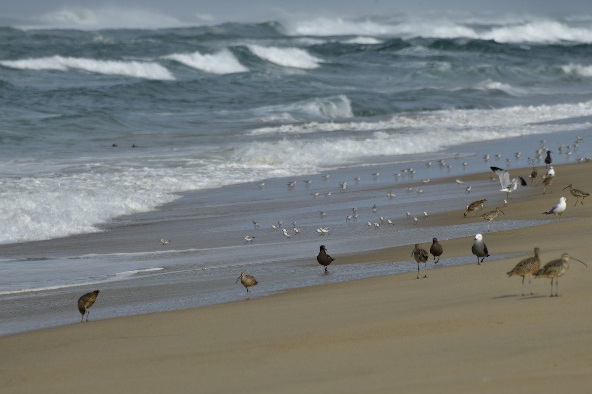 Txirri zuria - ML650679339