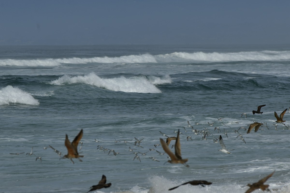 Txirri zuria - ML650679341