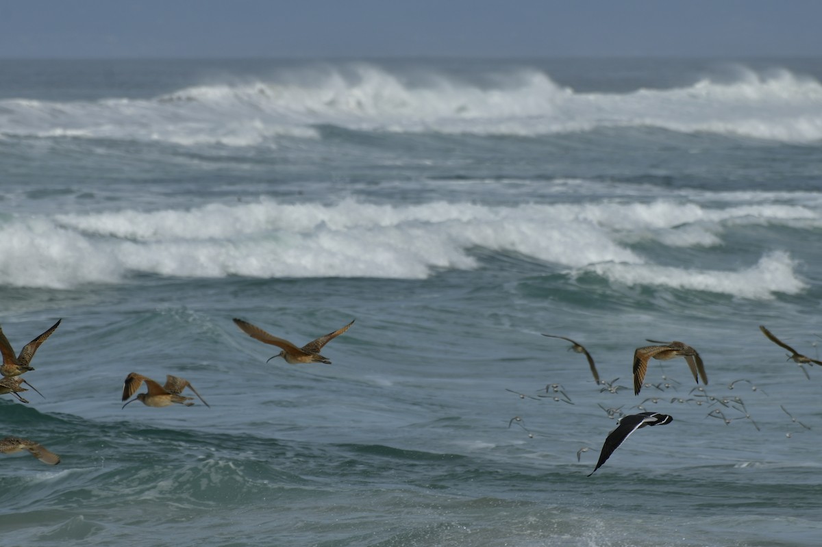 Txirri zuria - ML650679342