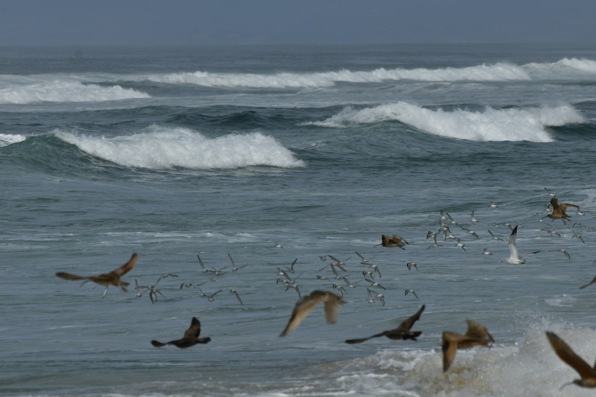 Txirri zuria - ML650679345