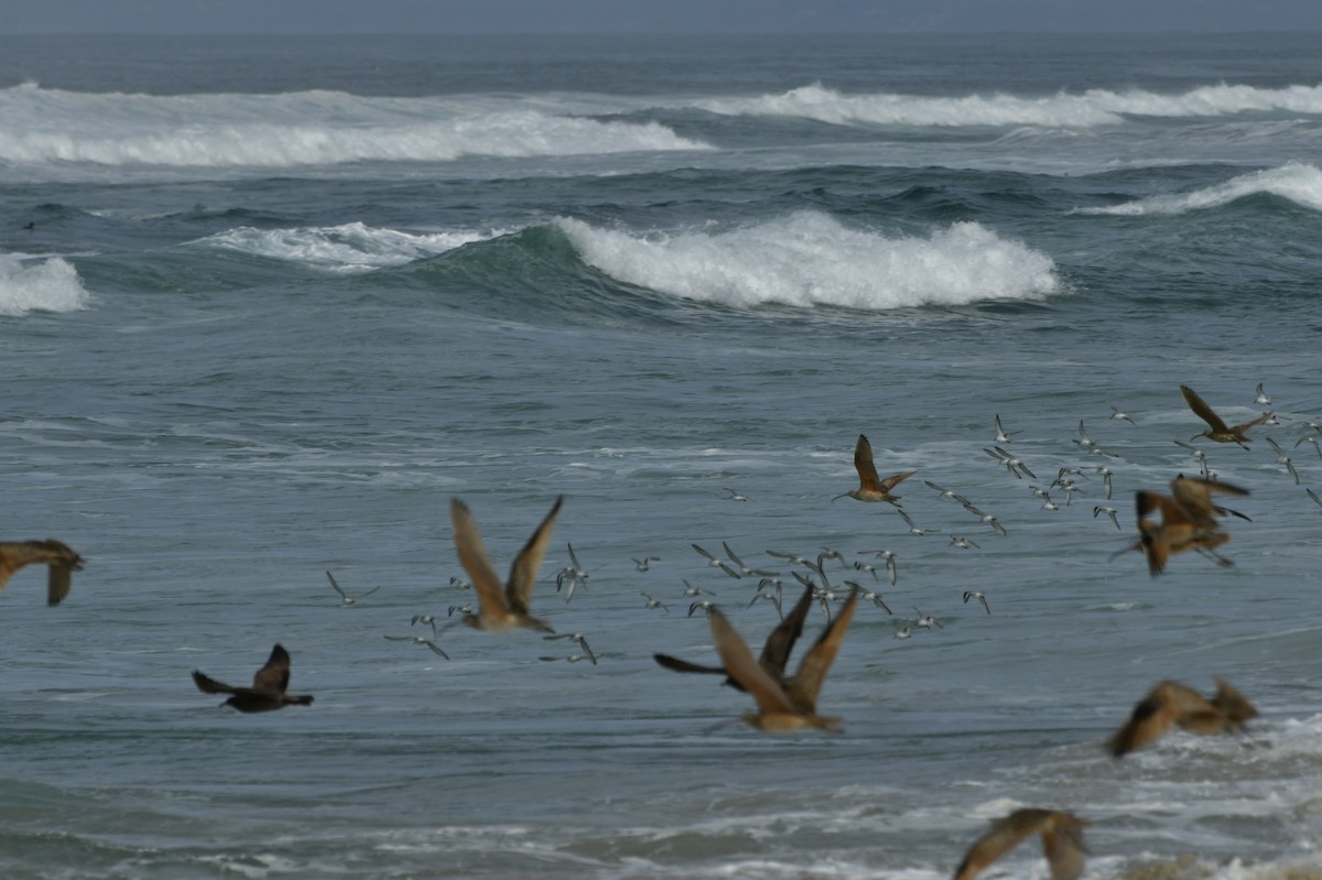 Txirri zuria - ML650679347