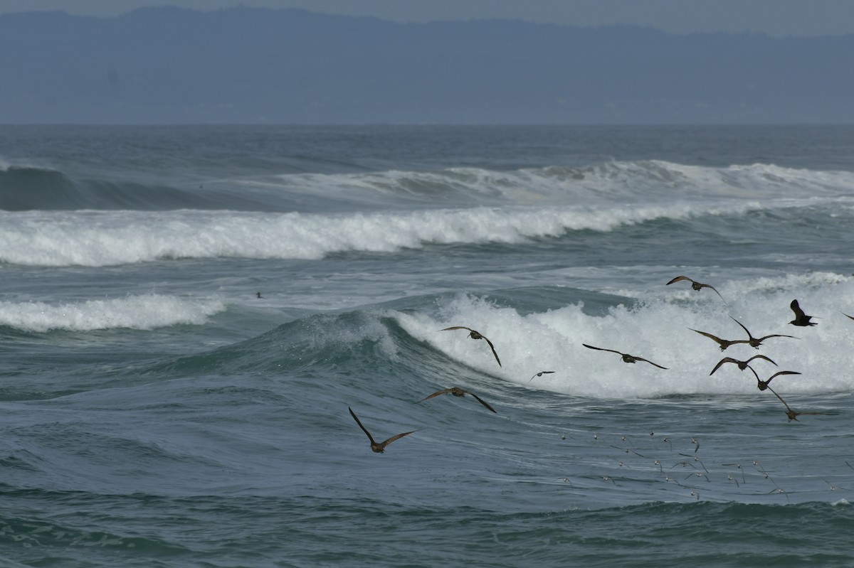 Txirri zuria - ML650679349