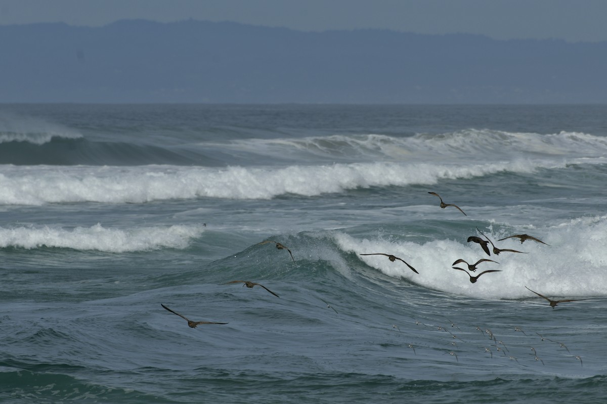 Txirri zuria - ML650679350