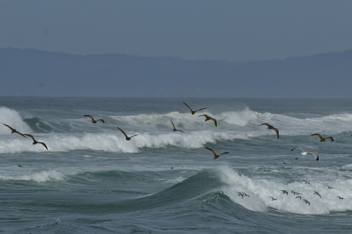 Txirri zuria - ML650679351