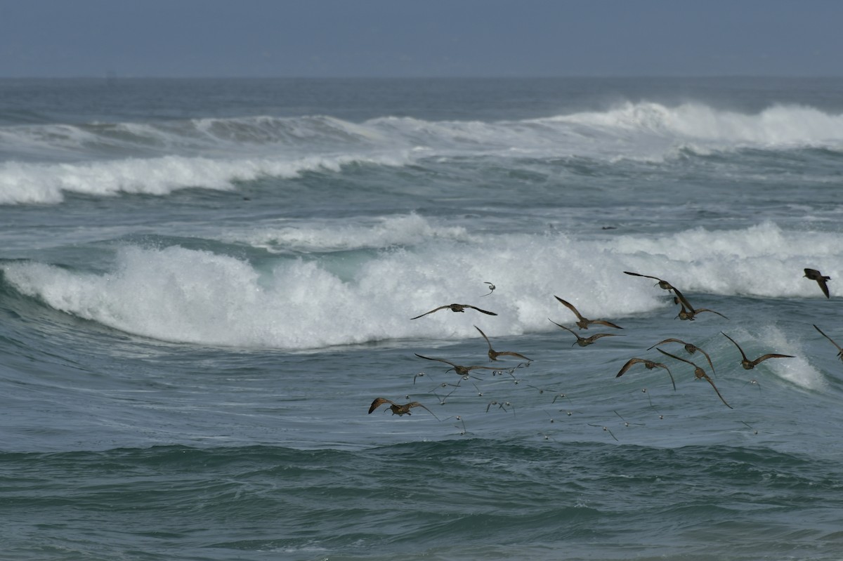 Txirri zuria - ML650679352