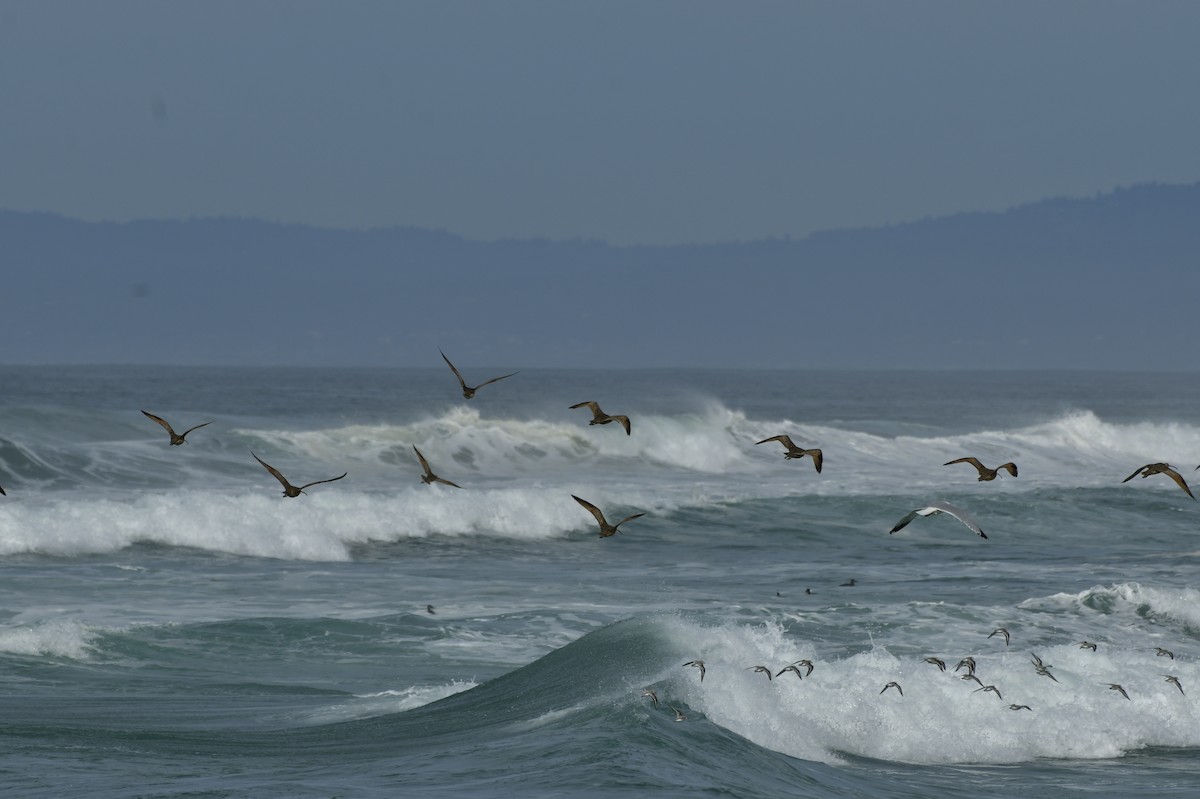 Txirri zuria - ML650679353