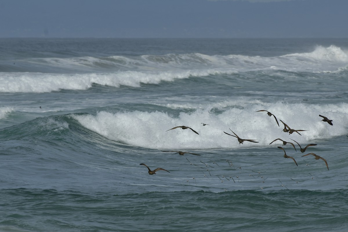 Txirri zuria - ML650679354