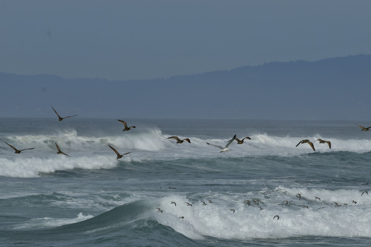 Txirri zuria - ML650679355