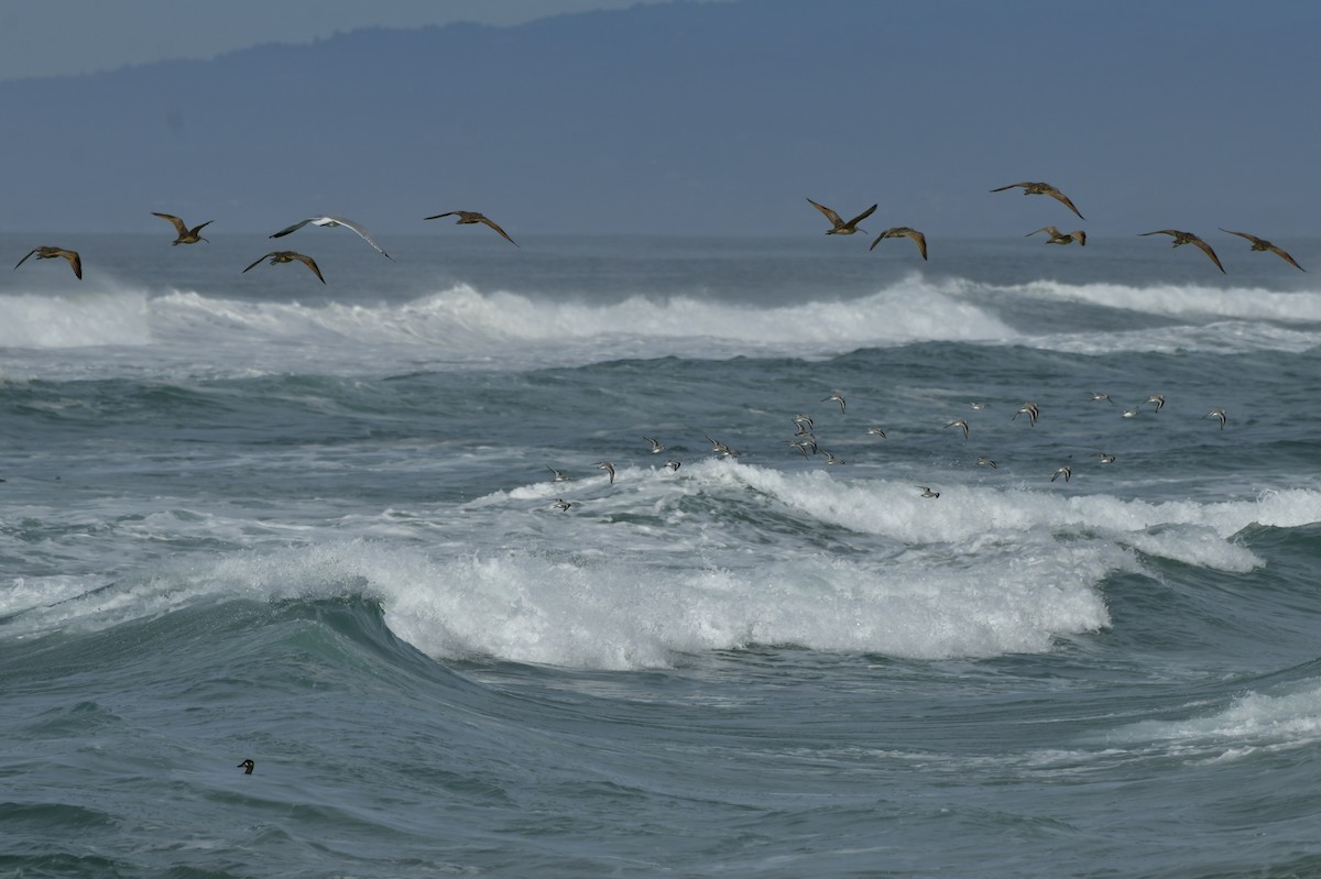 Txirri zuria - ML650679356