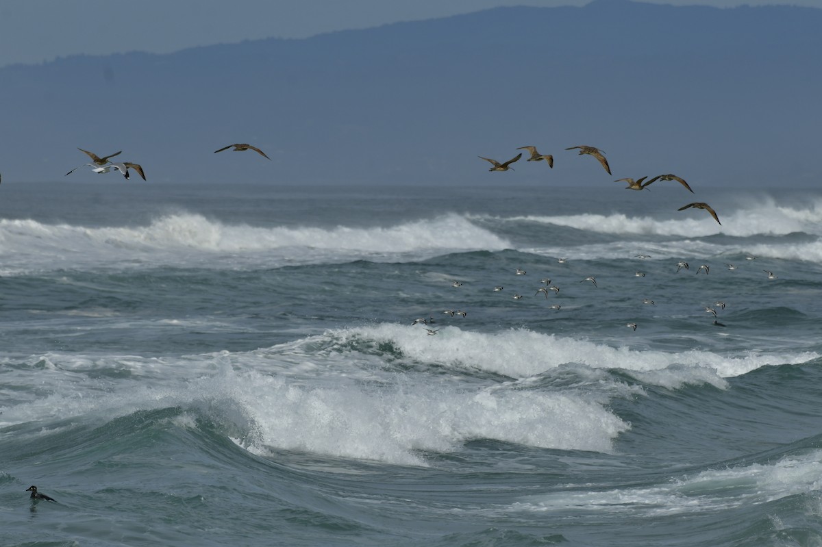 Txirri zuria - ML650679357