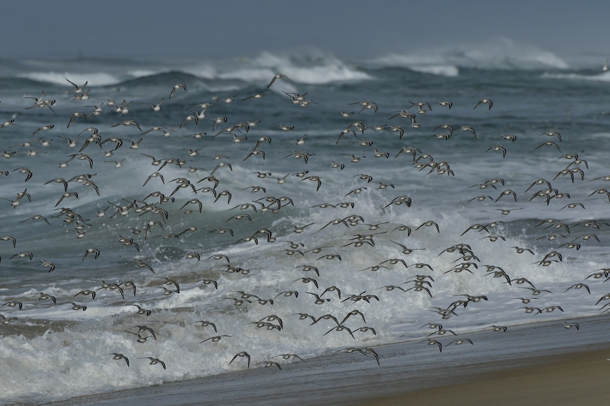 Txirri zuria - ML650679404