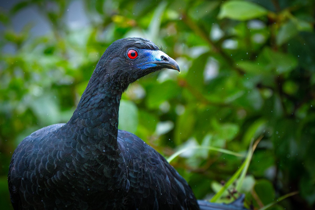 Black Guan - ML650679561