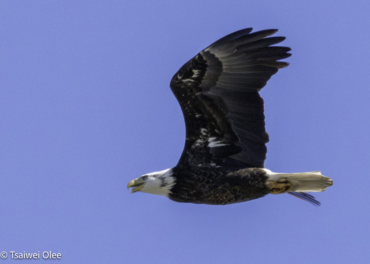 Bald Eagle - ML650679639