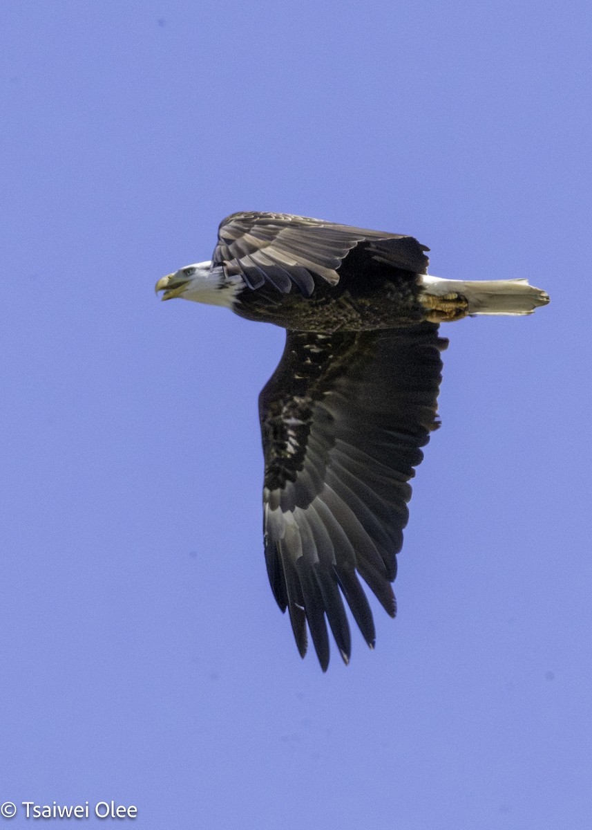 Bald Eagle - ML650679647