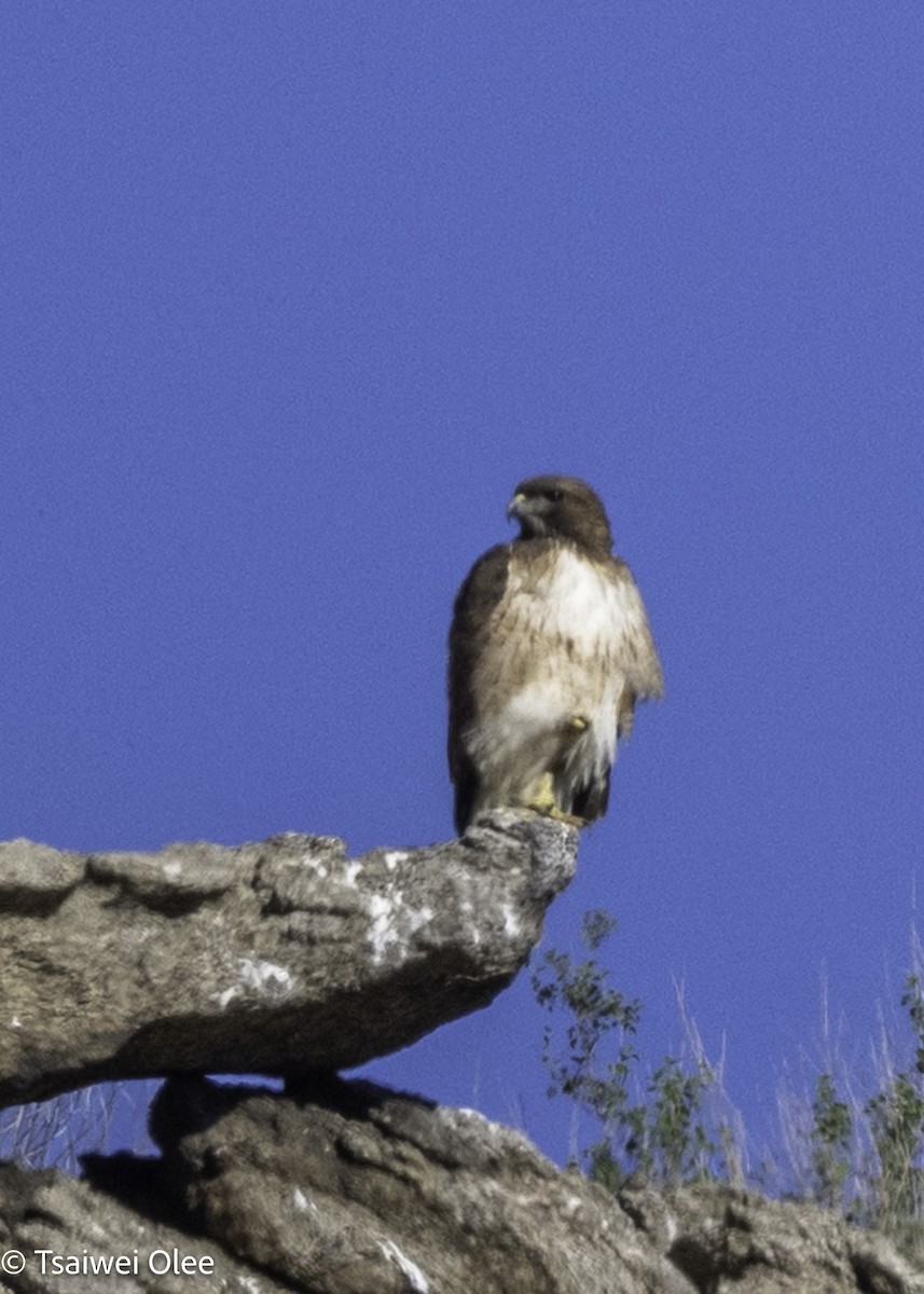 Red-tailed Hawk - ML650679651