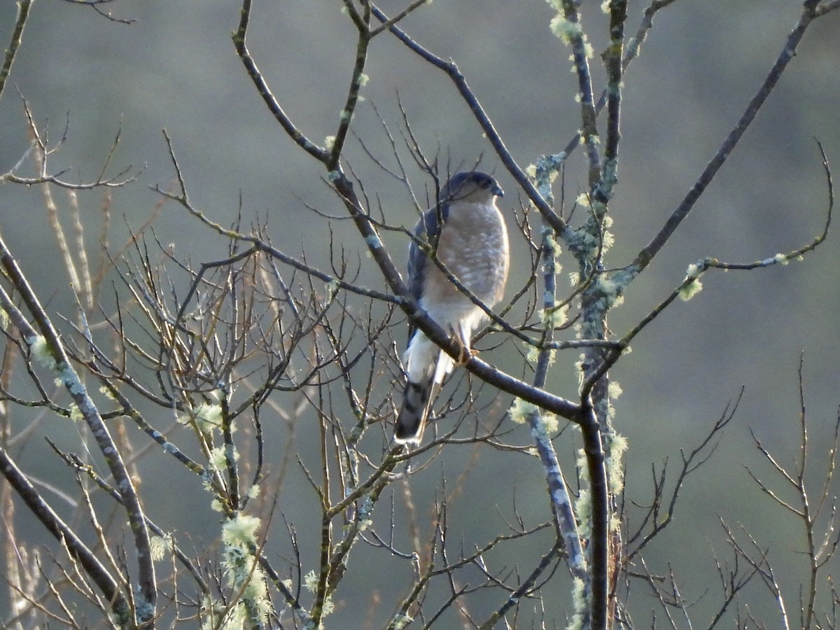 Sharp-shinned Hawk - ML650679657
