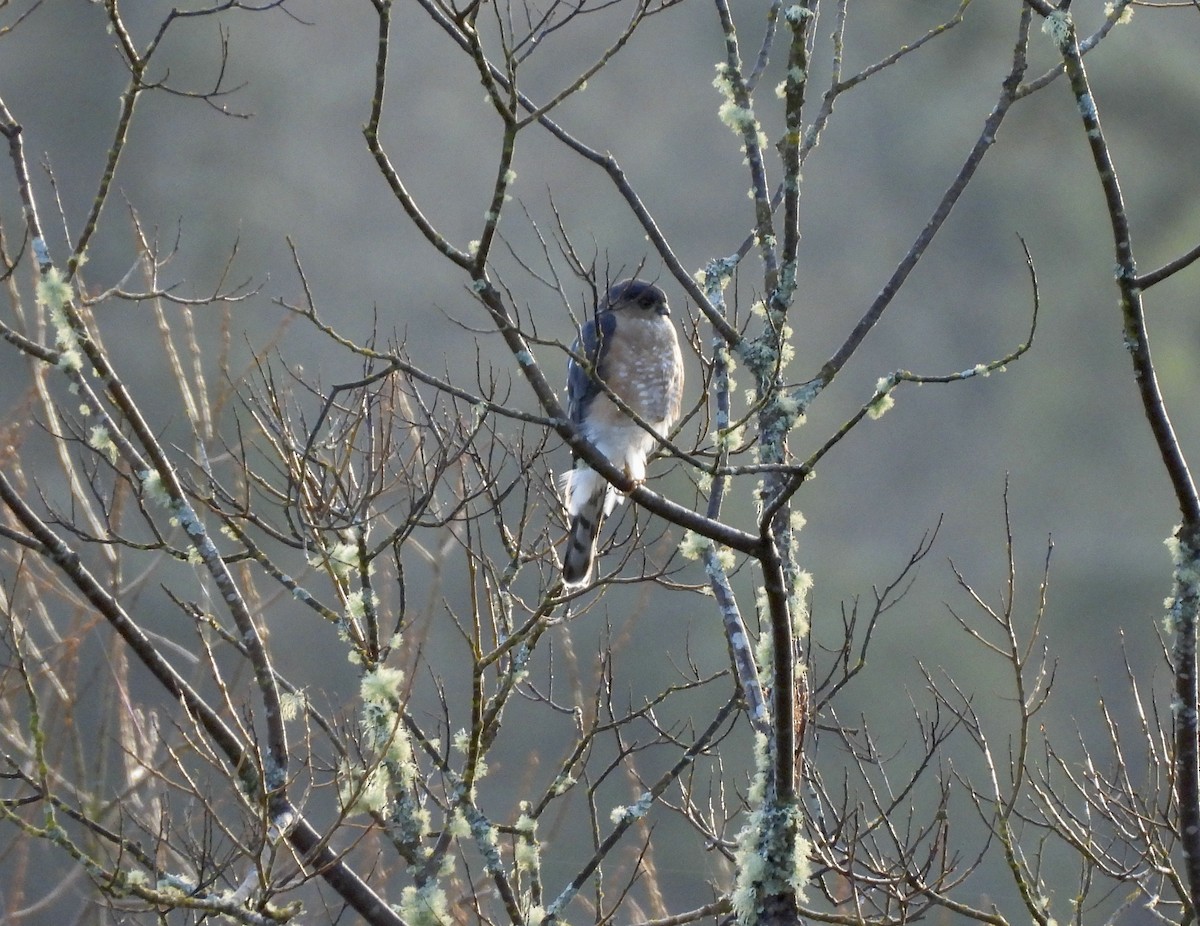 Sharp-shinned Hawk - ML650679658